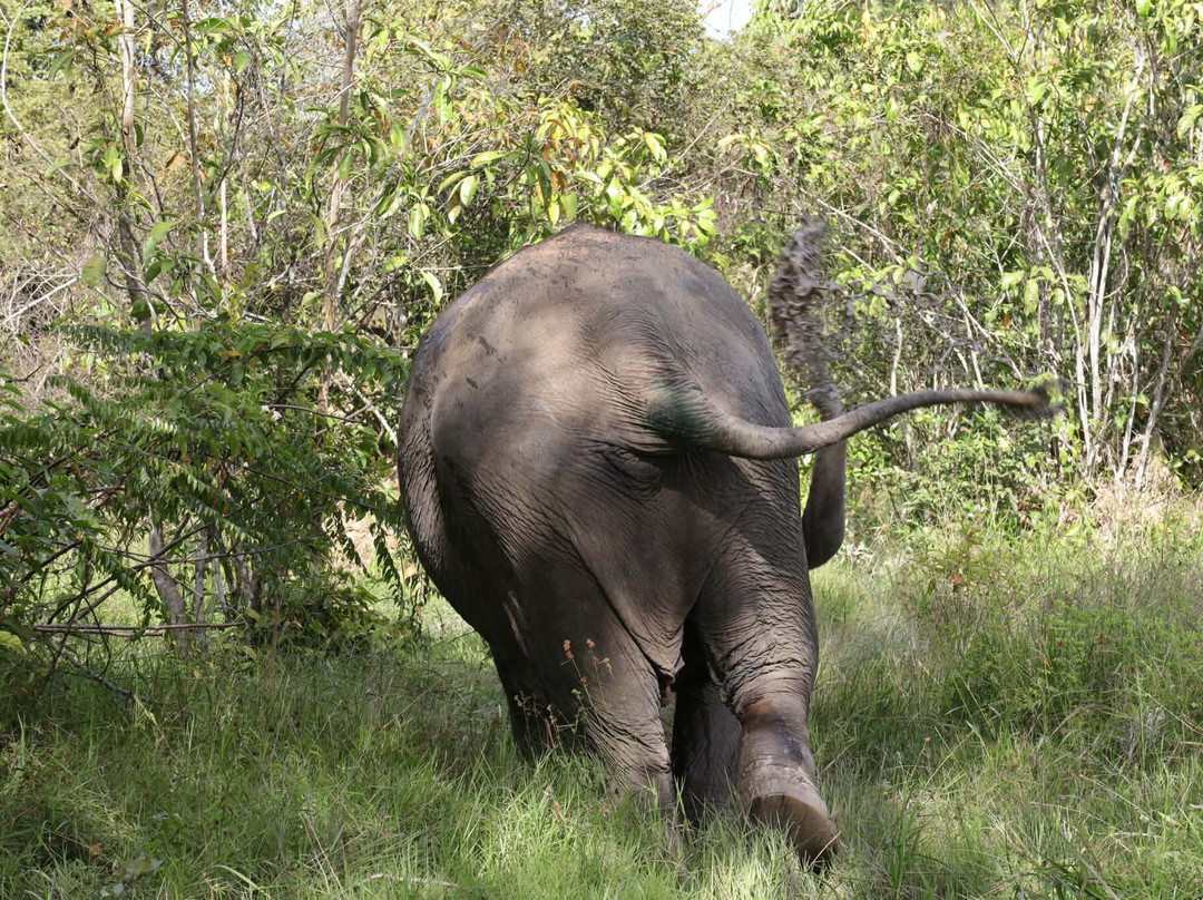 Kulen Elephant Forest-暹粒必去景点