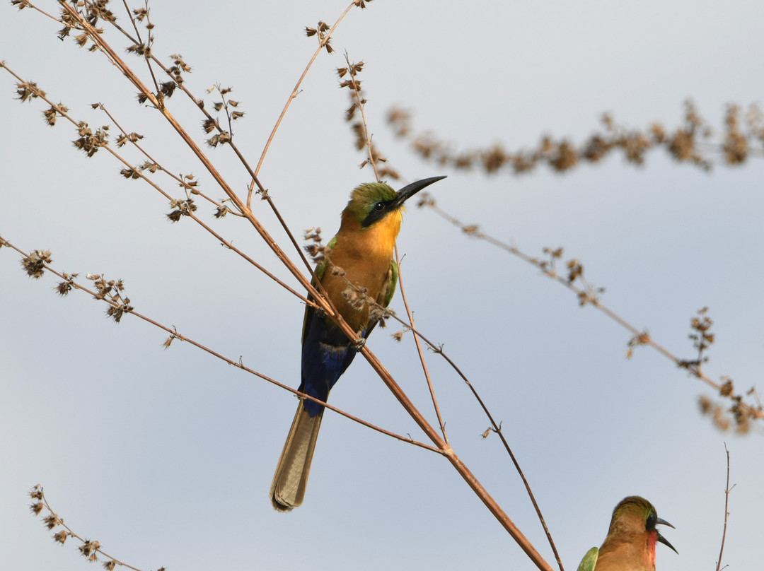 Turaco Birdwatching and Expedition Tours-Bijilo必去景点