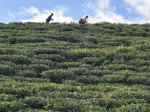 Eco Adventure Resorts the Temi Bungalow主图