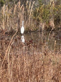 Okefenokee National Wildlife Refuge-Folkston必去景点