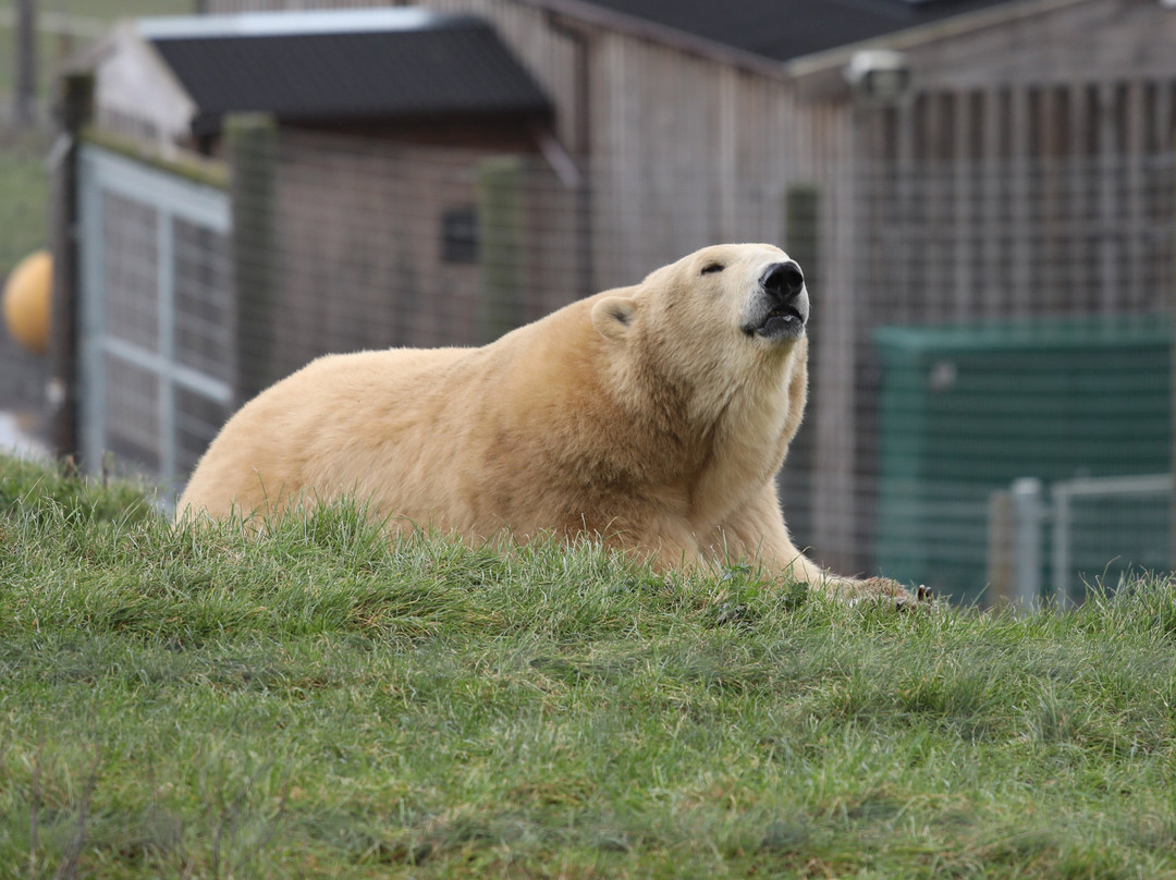 Jimmy's Farm & Wildlife Park-伊普斯威奇必去景点