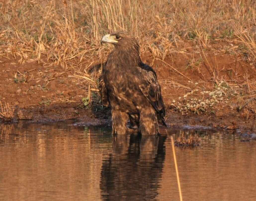 Club Mahindra Gir Resort主图