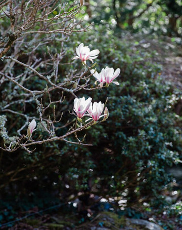 The Japanese Garden-St. Mawgan必去景点