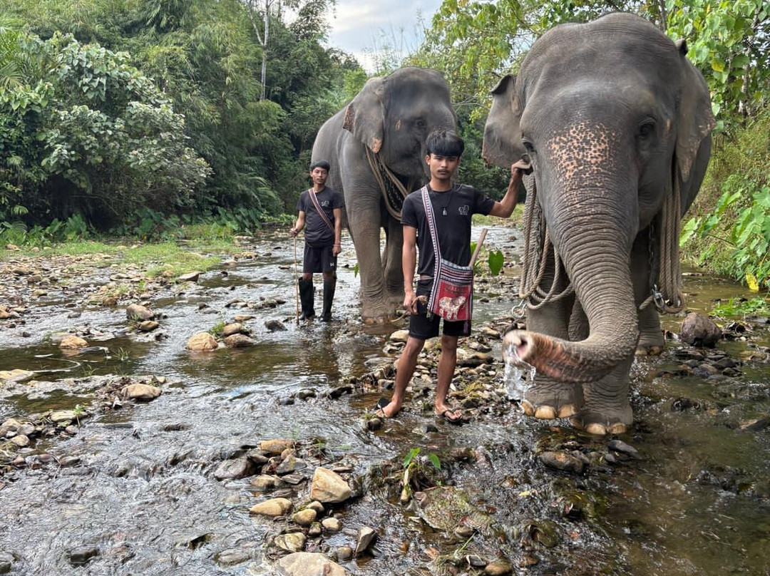 Phang Nga Elephant Park-攀牙必去景点
