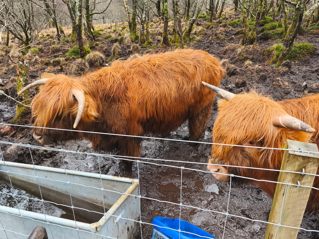Highland Titles Nature Reserve-Duror必去景点