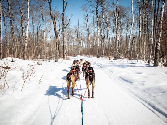 Campbell's Racing Sled Dogs-Melfort必去景点