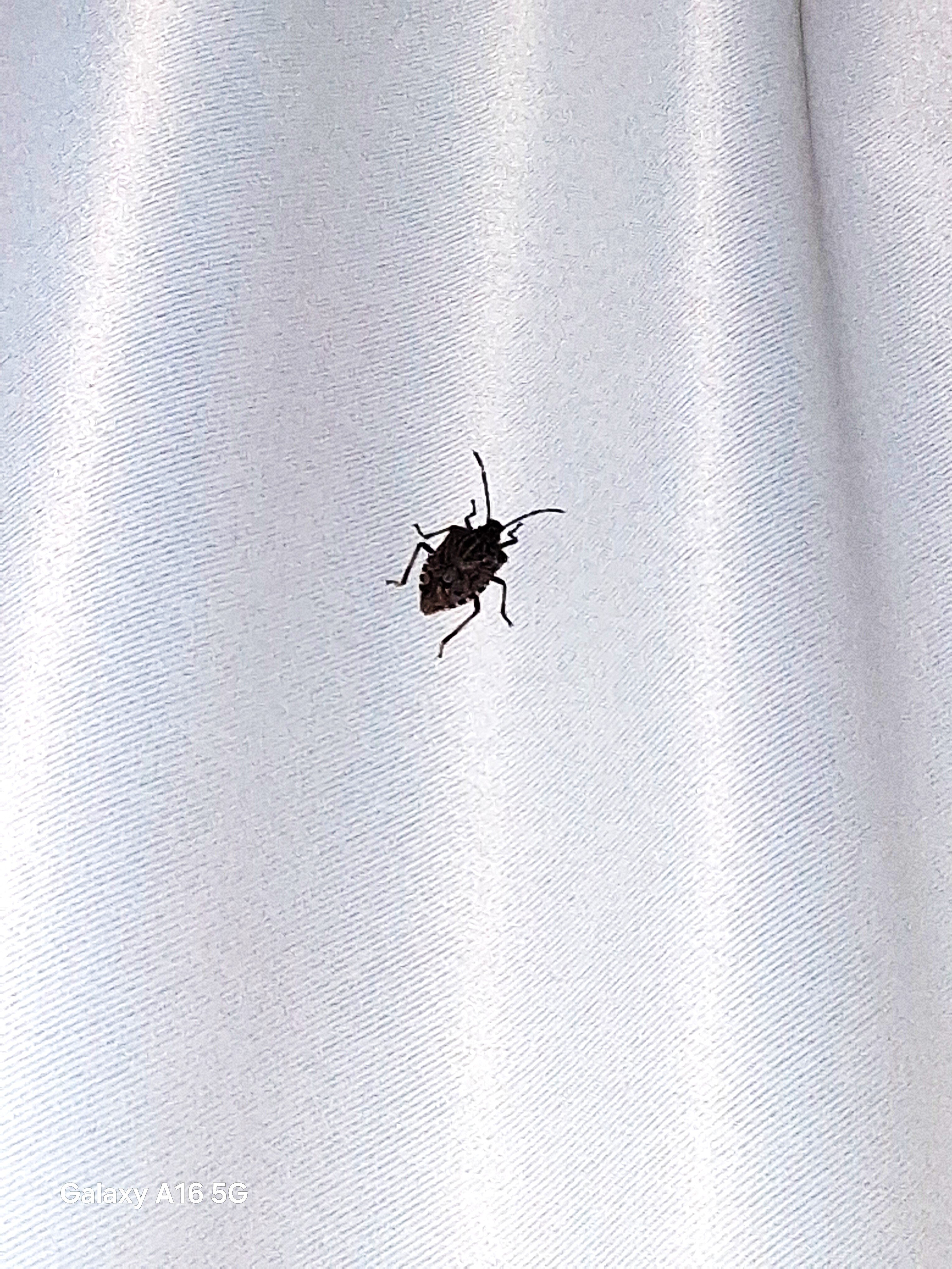 金色郁金香酒店-客卧