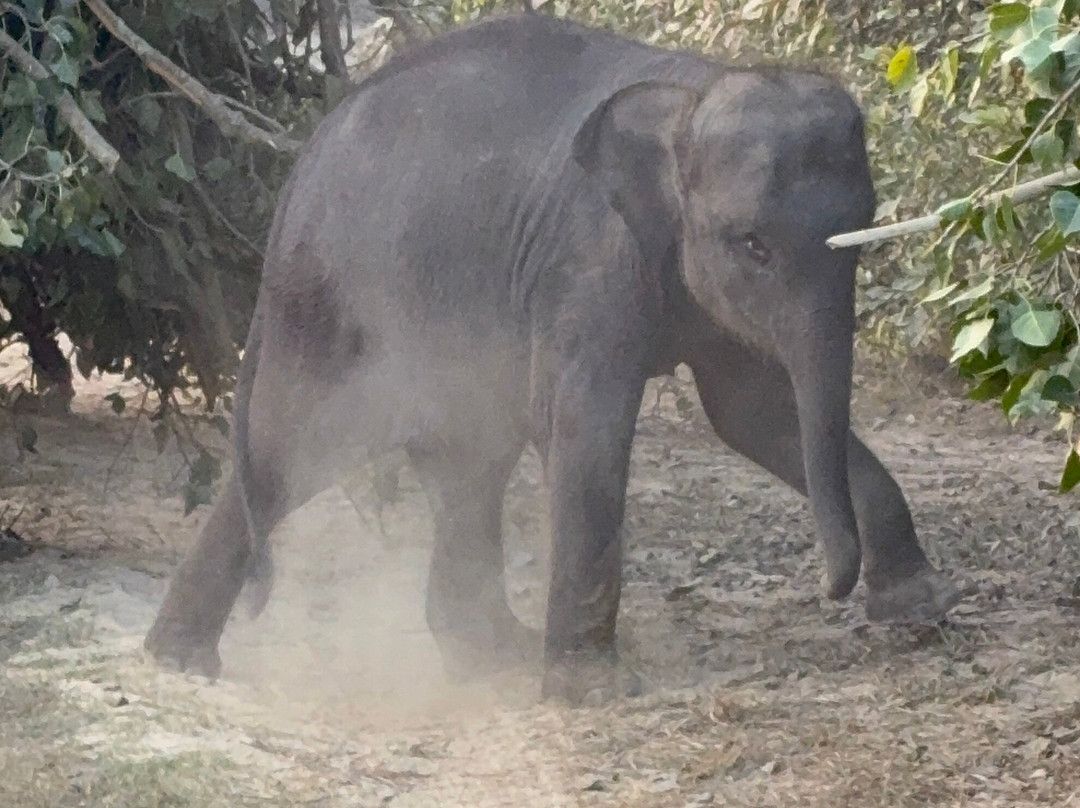 Camp TigerLily主图