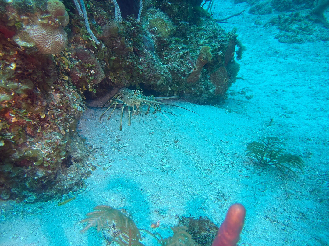 Chub Cay Divers-Chub Cay必去景点