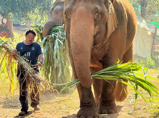 大象生态公园-清迈必去景点