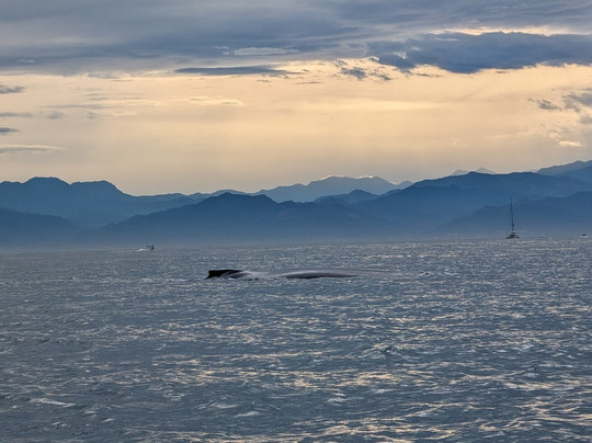 Dressel Divers Puerto Vallarta-蓬塔米塔必去景点