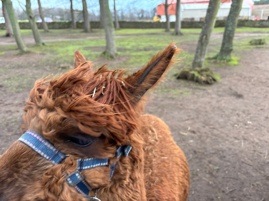 John Muir Alpacas-Dunbar必去景点