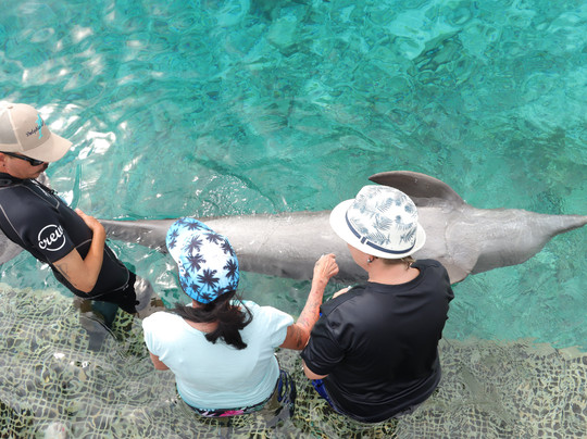 Dolphin Academy Curacao-威廉斯塔德必去景点