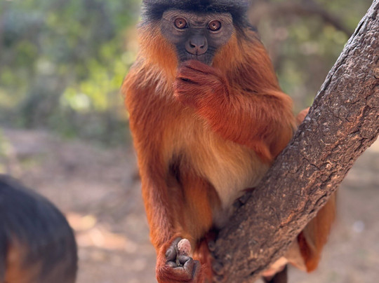 Gambia and Senegal tours with Ebrima-Tanji必去景点