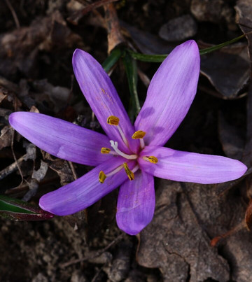 Les Follatères-Fully必去景点