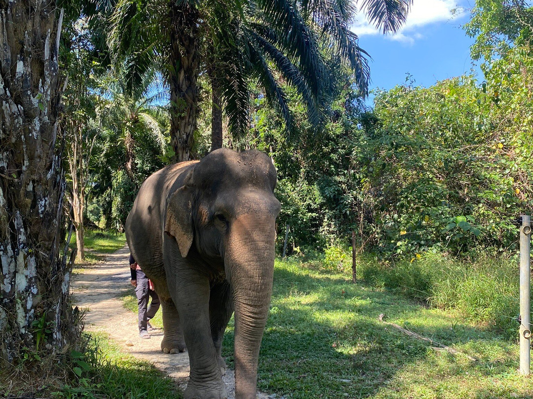 Khao Sok Elephant Sanctuary-拷索国家公园必去景点