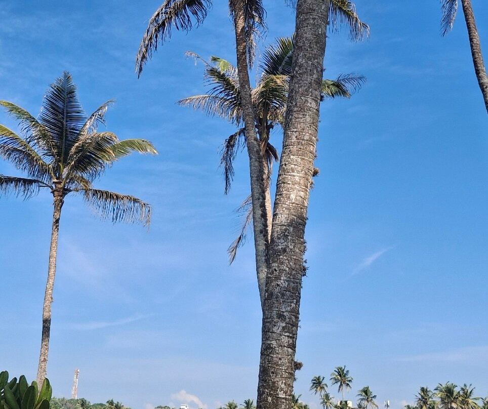 Coconut Tree Hill-美蕊沙必去景点