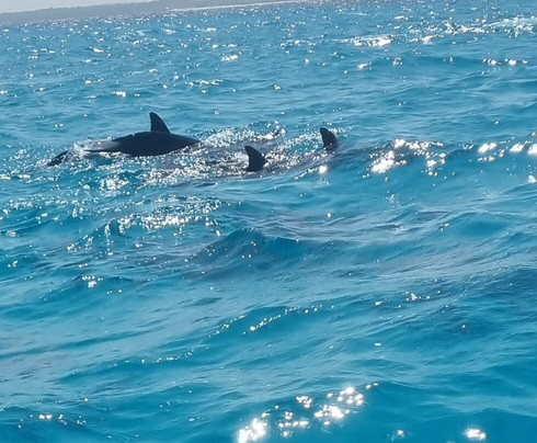 Aladino Tours-桑给巴尔岛必去景点