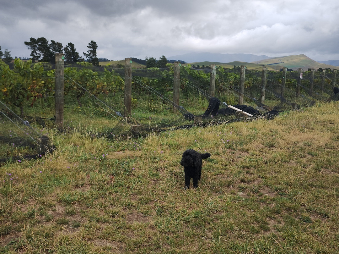 Georges Road Wines-Waipara必去景点