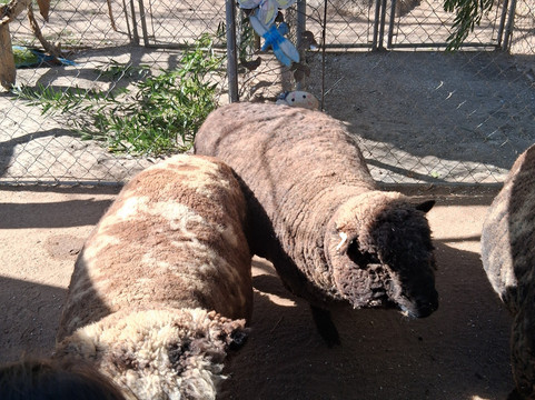 Oasis Camel Dairy-拉蒙纳必去景点