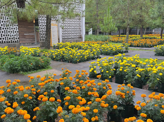 Rumah Atsiri Indonesia-Tawangmangu必去景点