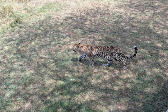 Predators Safari Club-阿鲁沙必去景点