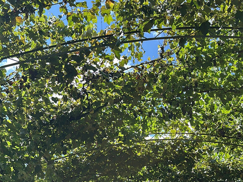 Praca Regional da Uva-Otavio Rocha必去景点