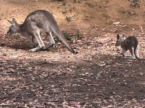 Tasmanian Devil Unzoo-塔拉纳必去景点