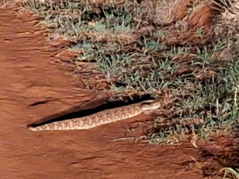 Lumo Community Wildlife Conservancy-Mwatate必去景点