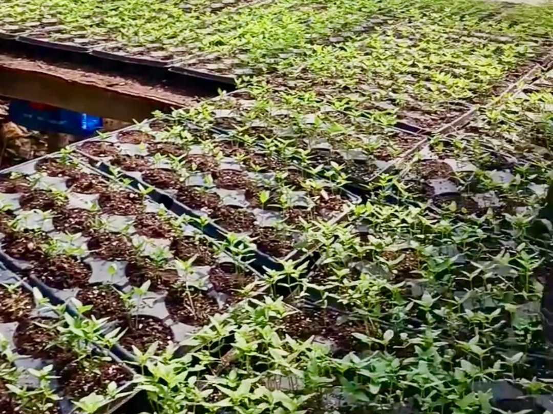 Wabba's Weed Adventure-Brighton District必去景点