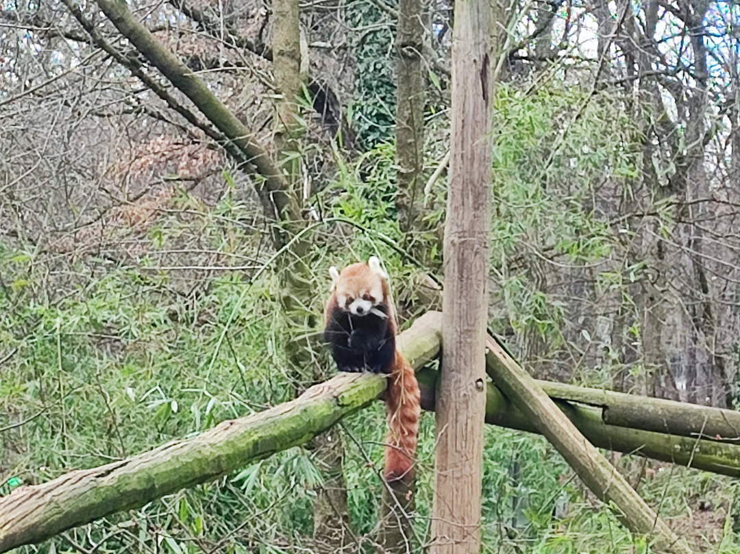 Safari De Peaugres-Peaugres必去景点