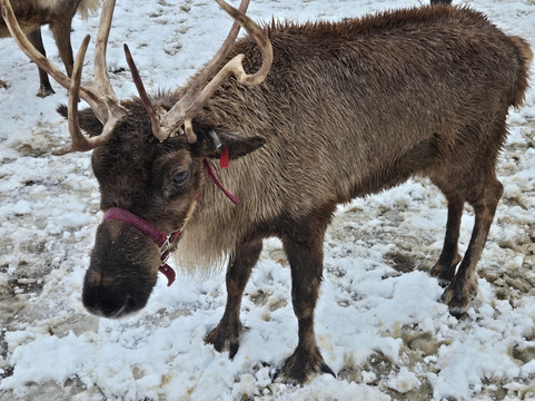 Leavenworth Reindeer Farm-莱文沃思必去景点