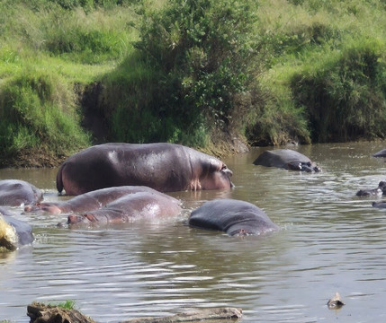 Safari Avventura-阿鲁沙必去景点