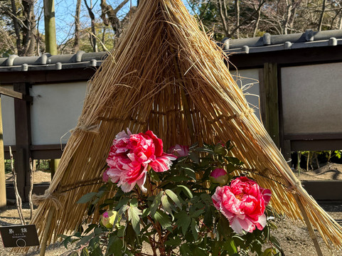 Ueno Toshogu Botanen-Uenokoen必去景点