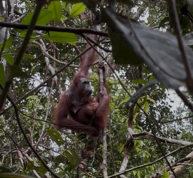 Local Guides - Tanjung Puting-Pangkalan Bun必去景点