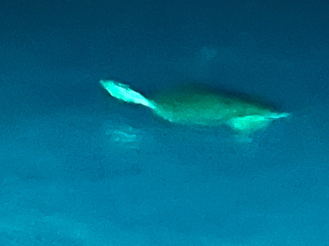 Transparensea by Glass Bottom Boats of Islamorada-伊斯拉摩拉达必去景点