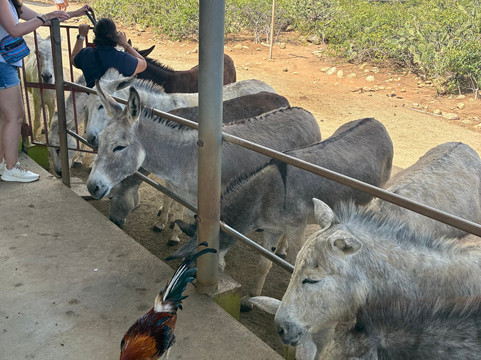 Donkey Sanctuary Aruba-Santa Cruz必去景点