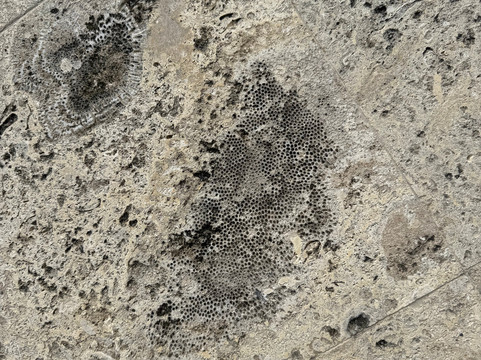 Tortola Pier Park-Road Town必去景点