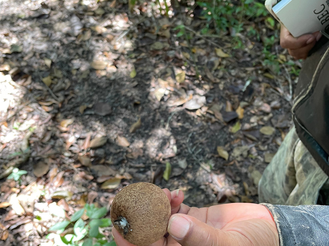 Calakmul Tours By Ezequiel-Xpujil Town必去景点