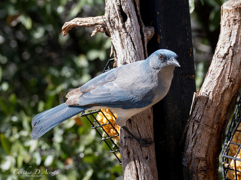 Ash Canyon Bird Sanctuary-Hereford必去景点
