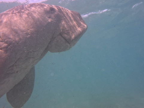 Dugong Dive Center-San Jose必去景点