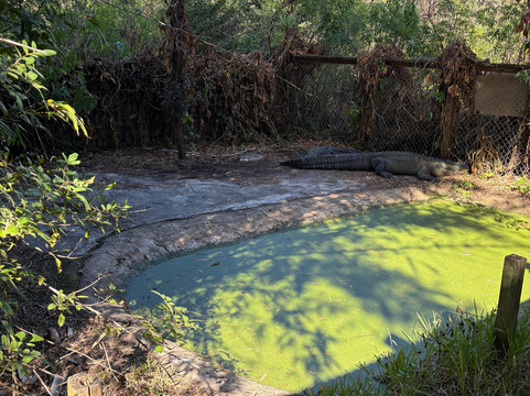 Croc Encounters-坦帕必去景点