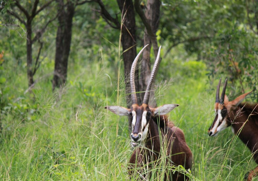 Kurt Safari-克鲁格国家公园必去景点