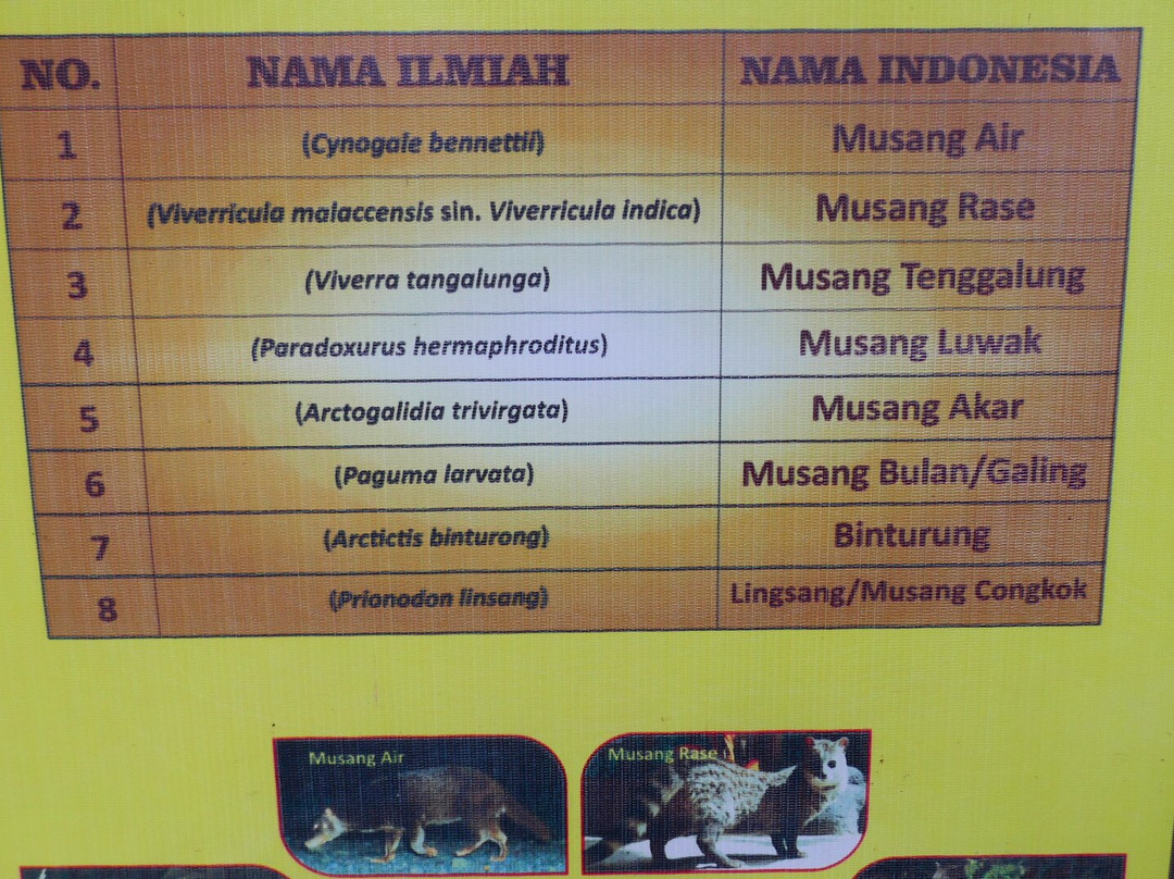 Kopi Luwak Cikole-连旺必去景点