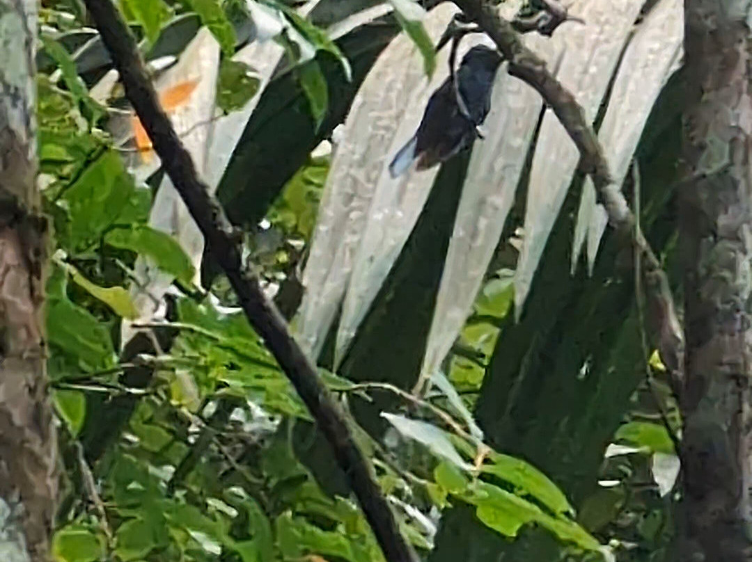 Unique Tours Tobago -Tours-斯卡伯勒必去景点