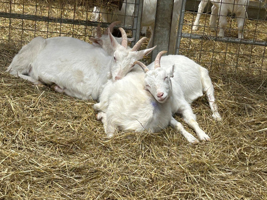 Monk Park Farm-Bagby必去景点