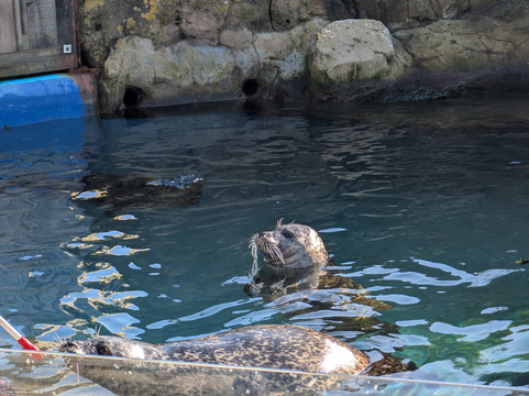 Sea Life Scarborough-斯卡伯勒必去景点
