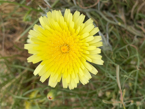 Joshua Tree National Park-约书亚树必去景点