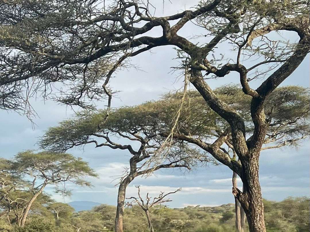Leopard Tours Limited-阿鲁沙必去景点