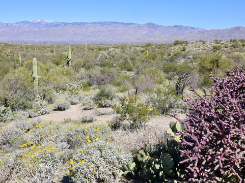 Cactus Forest Drive-图森必去景点